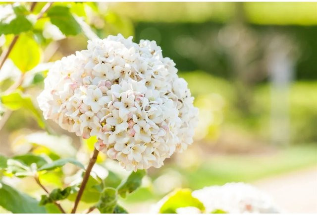 Viburnum Carlcephalum Duftschneeball in Weiß-Rosa, Zierstrauch für Garten und Balkon, Höhe: 100–125 cm - Bild 1