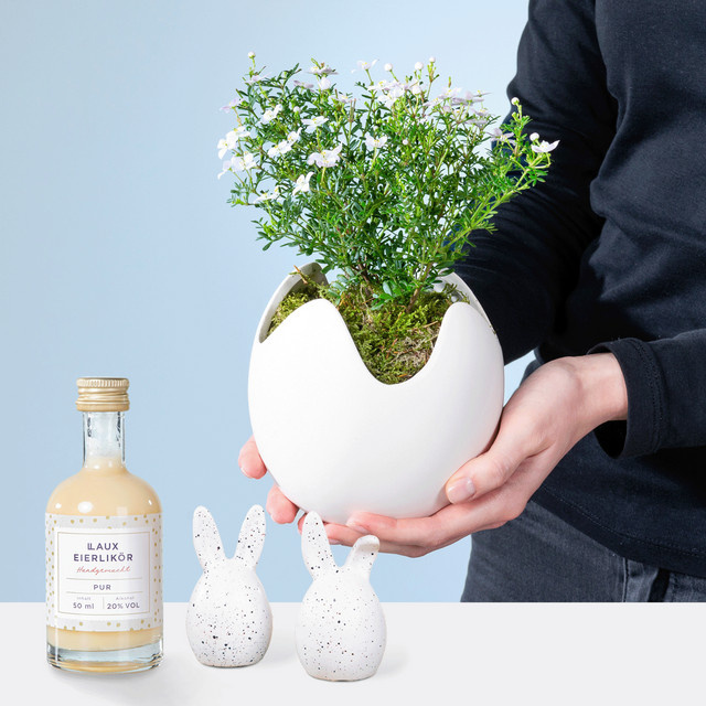 BLUME2000 Boronia in Topf - Bild 1