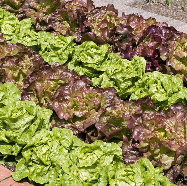 Gemüse-Set Kopfsalat-Mix in Rot und Grün von Mein schöner Garten Shop, 6 Pflanzen - Bild 1