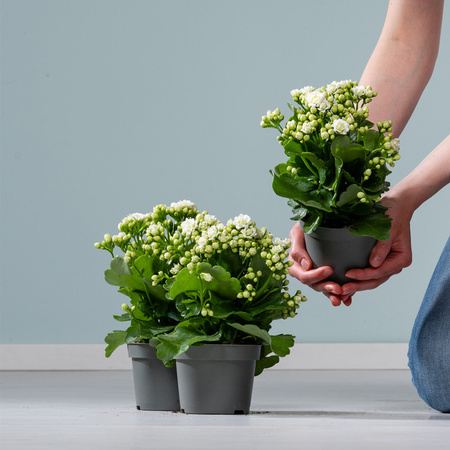 Kalanchoe Calandiva Pflanze in Weiß von BLUME2000, 3er Set