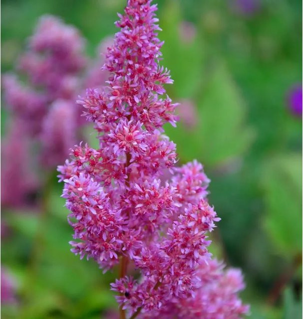 Astilbe japonica Prachtspiere Mainz pink Bodendecker und Schnittblume von Nr-01.de - Bild 1