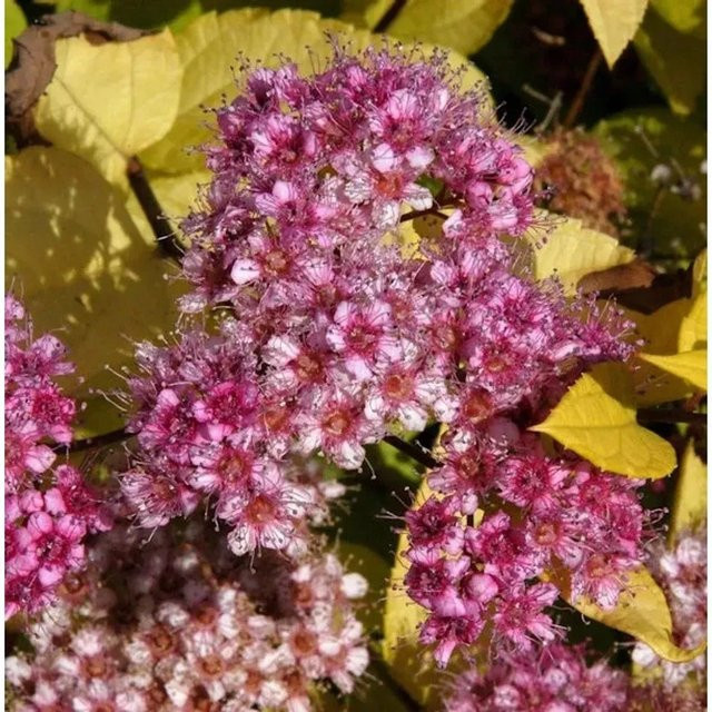 10x Schneespierstrauch Golden Princess Spiraea japonica in Pink/Lila, Topfpflanze 15-20 cm - Bild 1