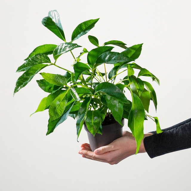 BIO Schefflera Actinophylla Pflanze von BLUME2000 in Grün, Höhe: 200 cm, Breite: 60 cm - Bild 1