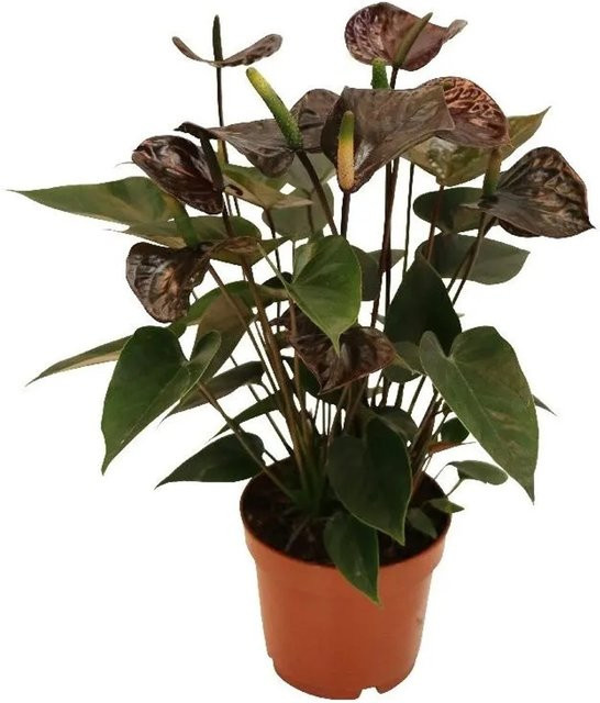 Exotenherz Anthurium Andreanum Black Karma Zimmerpflanze mit schwarzer Blüte im 12cm Topf - Bild 1