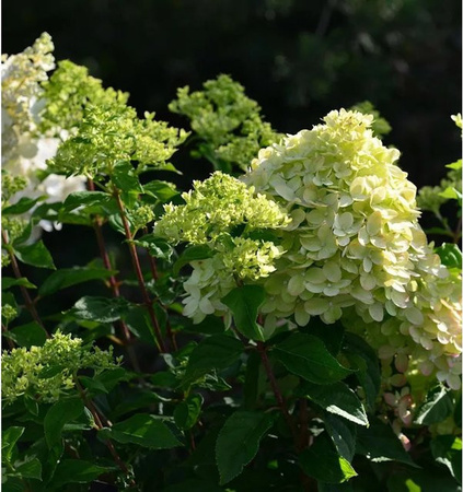 Rispenhortensie Little Lime Hydrangea paniculata in Lime Green von Nr-01.de