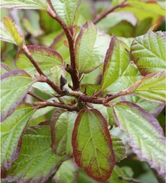 Eisenholzbaum Persian Spire Parrotia persica, Höhe: 30-40 cm - Bild 1