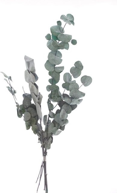 Getrockneter Eukalyptus Cinerea Bund in Grün aus Naturmaterial - Bild 1