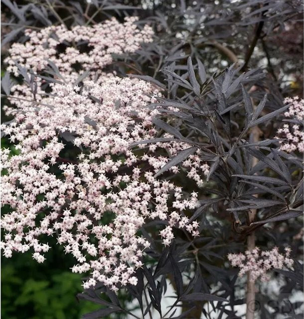 Schwarzer Holunder Black Lace Sambucus nigra Strauch, Höhe: 100-125 cm - Bild 1
