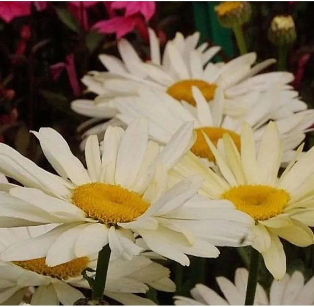 Gartenmargerite Banana Cream Leucanthemum superbum von Nr-01.de in Creme - Bild 1