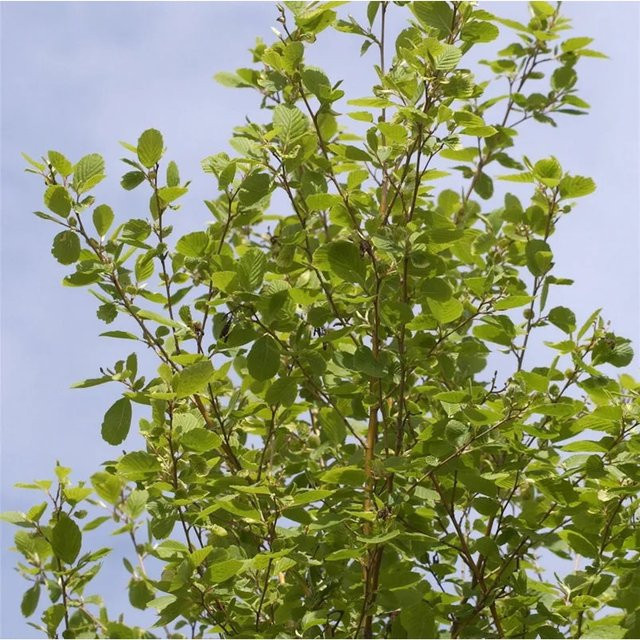 Gold-Erle Alnus incana Hochstamm von Die Nr-01.de in Gold und Grün - Bild 1