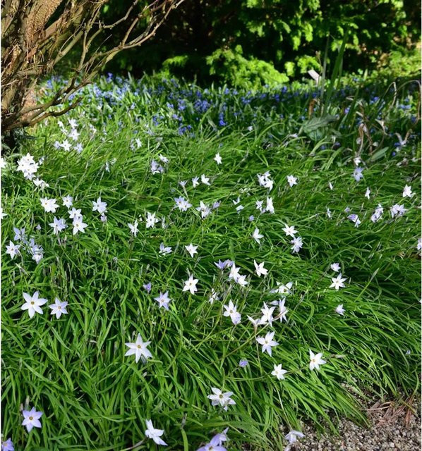Sternblume Alberto Castillo Ipheion uniflorum als mehrjährige Gartenpflanze für Steingärten - Bild 1