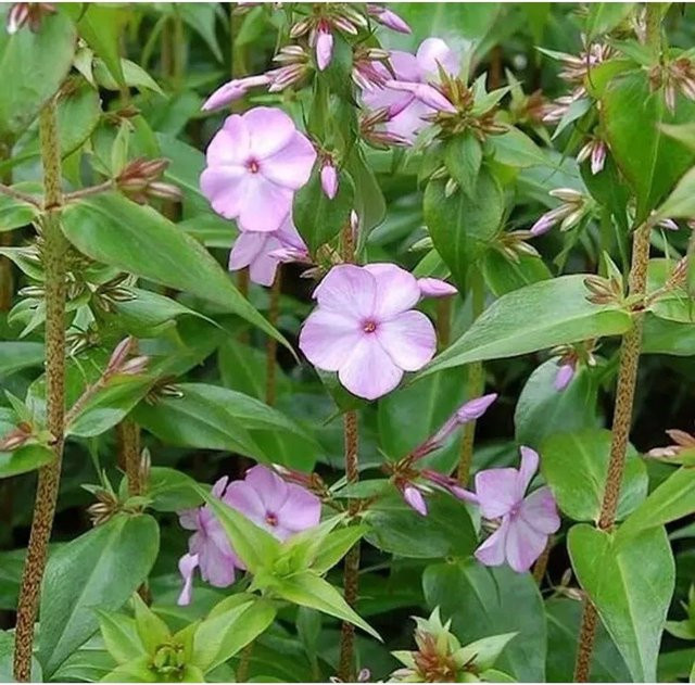 Phlox Maculata Wiesen Flammenblume Rosalinde pink von Nr-01.de - Bild 1