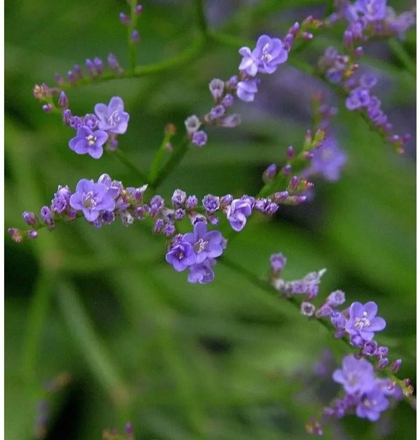Meerlavendel Blauer Diamant Limonium latifolium als blaue und violette Staudenpflanze für den Außenbereich - Bild 1