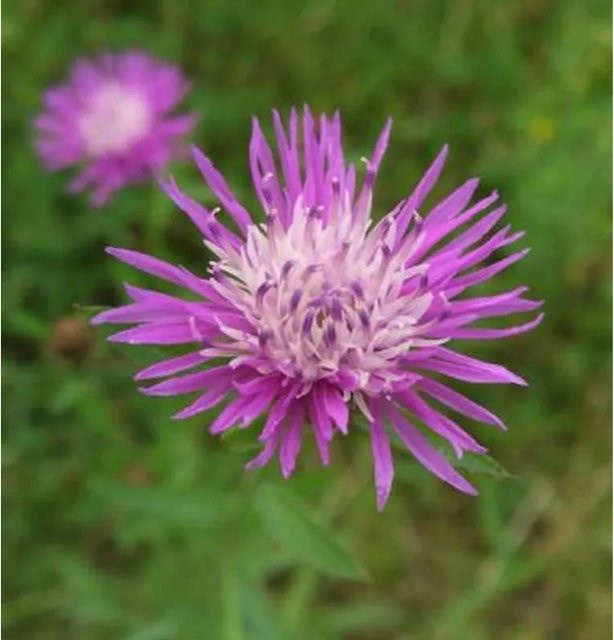 Nr-01.de Wiesen Flockenblume Centaurea jacea lila mehrjährige Gartenpflanze - Bild 1