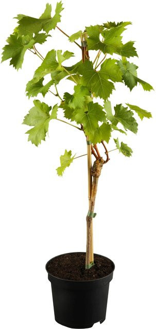 OBI Weinrebe Blau Vitis vinifera als Kletterstrauch im Topf - Bild 1