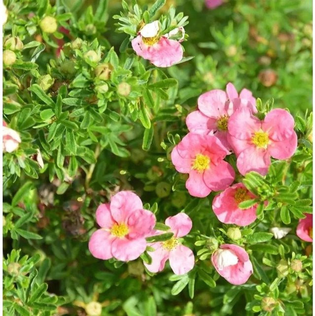 10x Fünffingerstrauch Bellissima Potentilla fruticosa Kleinstrauch für den Garten - Bild 1
