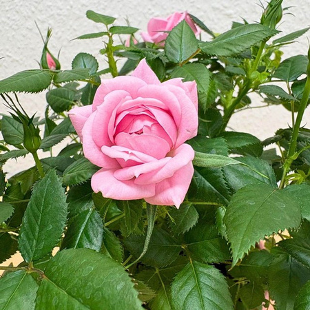 Rosa Rose im Übertopf von Mein schöner Garten Shop als Dekoration zum Valentinstag