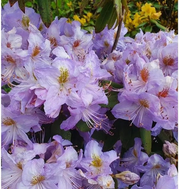 Rhododendron augustinii Augustines Strauch in Rosa und Blau, Höhe: 40-50 cm - Bild 1