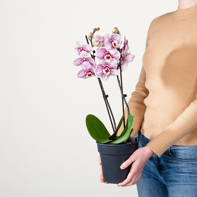 Phalaenopsis Dutch Beauty Orchidee von Green Living in Weiß und Violett gepunktet - Bild 1