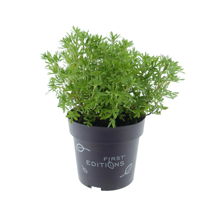 Potentilla fruticosa Fingerstrauch Marmalade Orange von First Editions, Zierstrauch für den Garten, Höhe: 30 - 40 cm, Topfgröße: 3,5 Liter - Bild 2