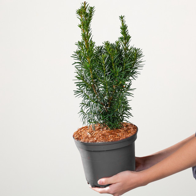Taxus baccata Hicksii Eibenhecke von BLUME2000 - Bild 1