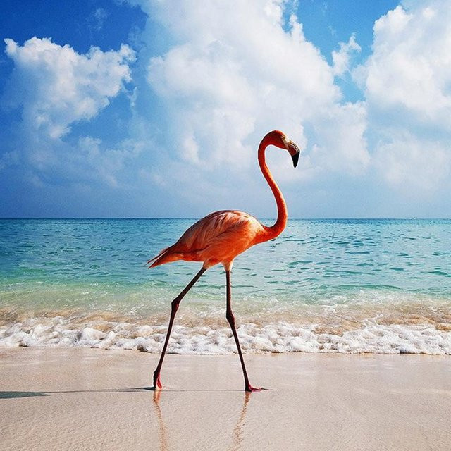 FIYO Diamant-Gemälde mit weißem und rosa Flamingo am Strand, Handarbeit Stickerei als dekorative Wandgestaltung, B/H: 40 x 40 cm - Bild 1