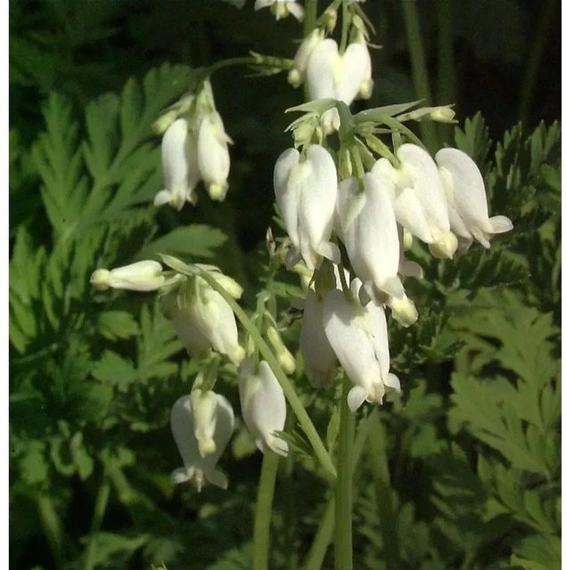 Dicentra spectabilis Tränendes Herz Alba - Weiße Gartenstaude - Bild 1