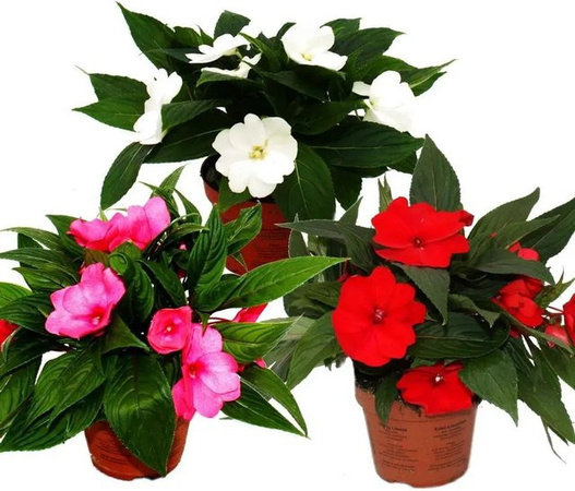 Exotenherz Impatiens Neu-Guinea Edel-Lieschen Set mit 3 Pflanzen in Farb-Mix, 12 cm Topf