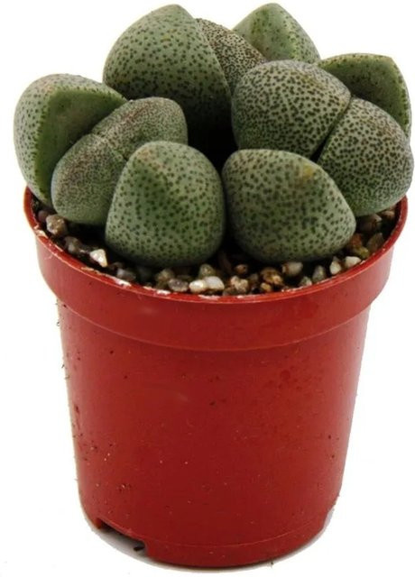Exotenherz Pleiospilos Nelii Sukkulente Lebender Stein in einem 5,5 cm Topf - Bild 1
