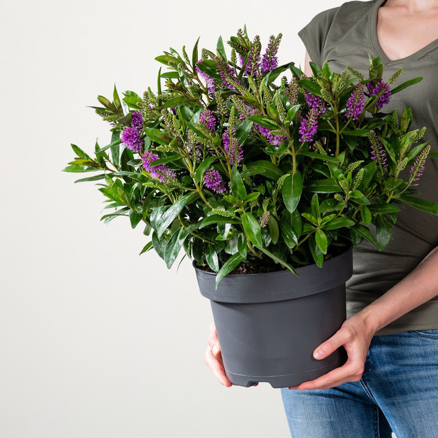 Hebe Andersonii Strauch von BLUME2000 - Bild 1