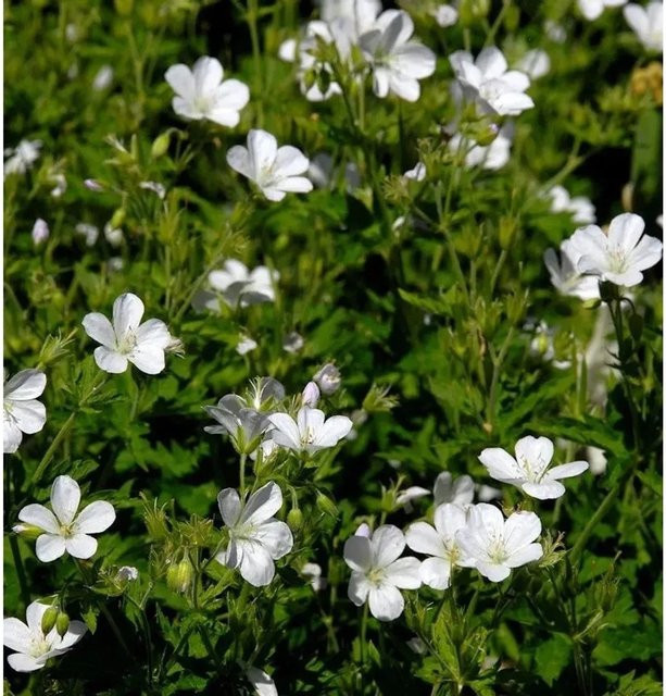 Storchenschnabel Sanne Geranium cultorum von Nr-01.de als mehrjährige Gartenpflanze - Bild 1