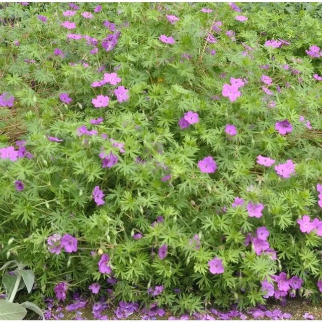 Storchenschnabel Geranium sanguineum Inverness pink als mehrjährige Beetpflanze und Bodendecker - Bild 1