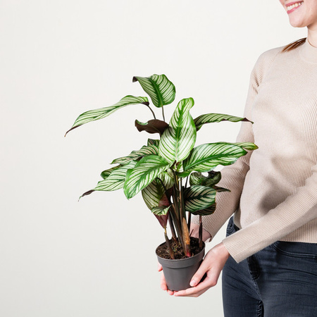 Calathea Whitestar Zimmerpflanze von BLUME2000