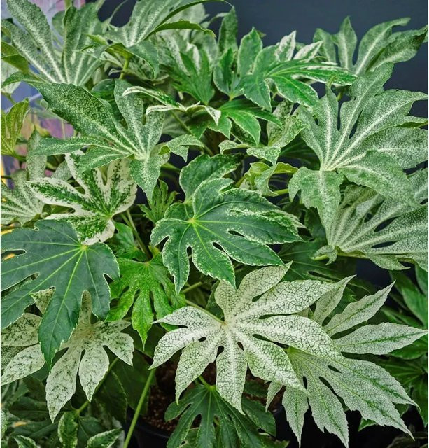 Fatsia japonica Spiders Web Japanische Fingerpflanze von Nr-01.de, Höhe: 20-30 cm - Bild 1