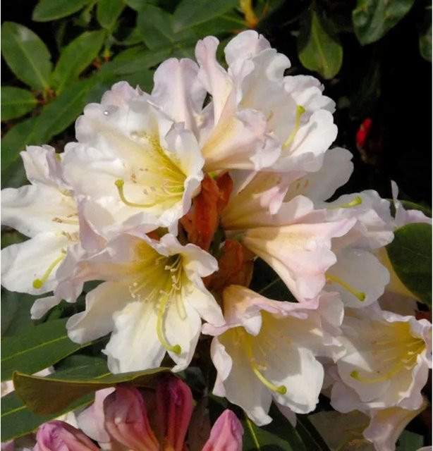 Großblumiger Rhododendron Dufthecke Alpenrose in Weiß von Nr-01.de - Bild 1