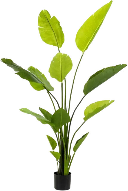 Künstliche Strelitzia Colin von Aplanta, Höhe: 150 cm - Bild 1