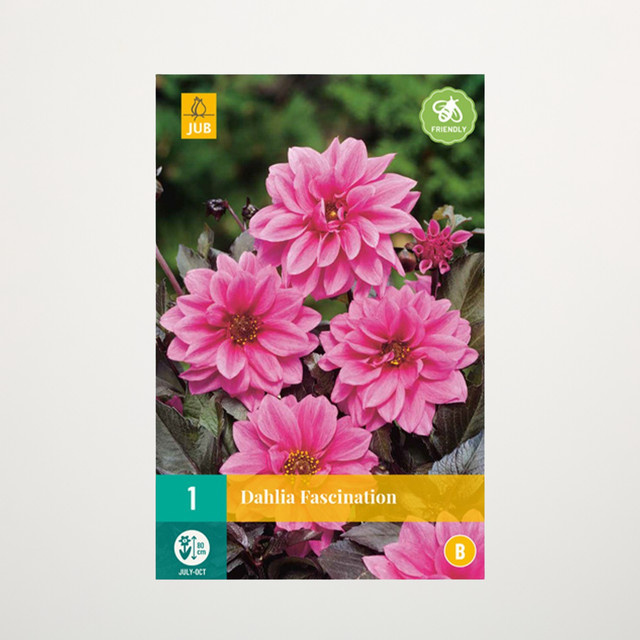Klassik-Dahlie Fascination Knolle von BLUME2000 für Garten, Balkon und Terrasse - Bild 1