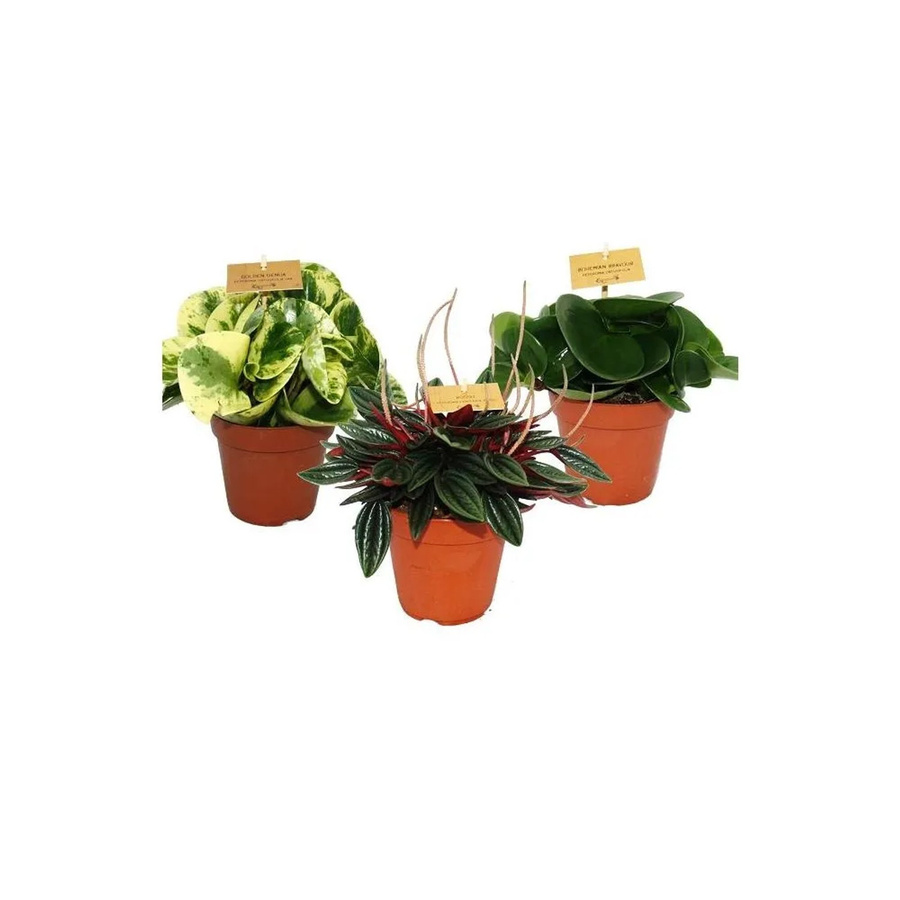 Exotenherz Zwergpfeffer Peperomia Eden-Mix 3er Set, 3 grüne Zimmerpflanzen im 12 cm Topf - Bild 2
