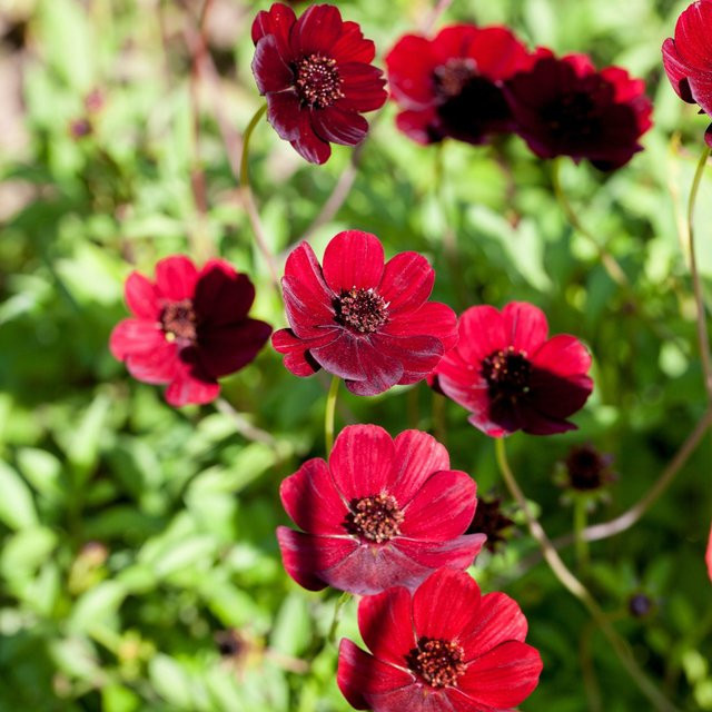 Cosmos atrosanguineus Schokoladenblume Staude von Mein schöner Garten Shop, tief dunkelrot - Bild 1