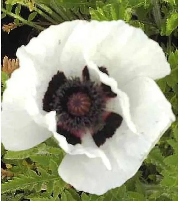 Türkischer Mohn Royal Wedding Papaver orientale als mehrjährige Pflanze für Garten und Beet - Bild 1