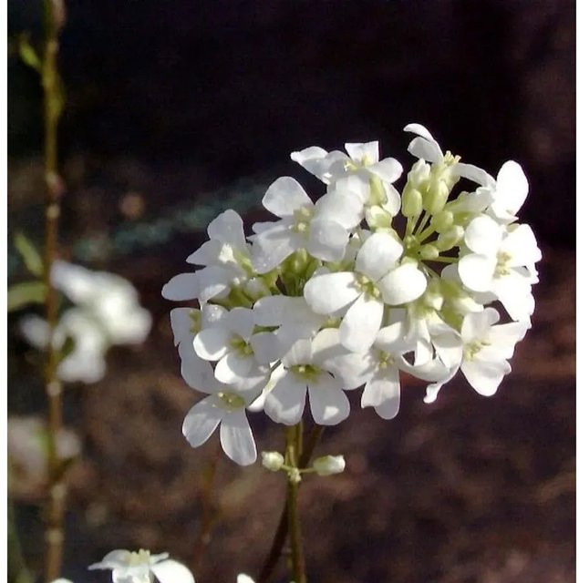 Schaumkresse Neuschnee Arabis procurrens weißer Bodendecker für Steingarten und Mauerfugen - Bild 1