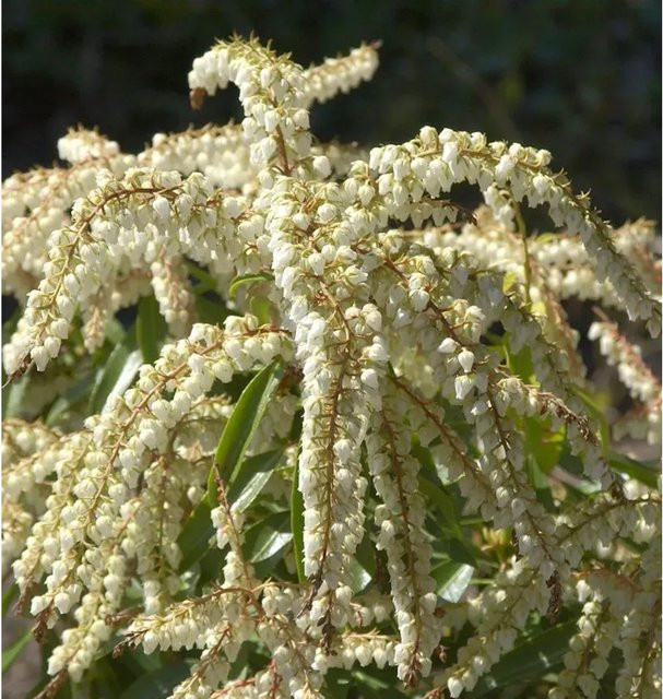 Pieris japonica Browers Beauty Schattenglöckchen Lavendelheide Zierstrauch, Höhe: 20-30 cm - Bild 1