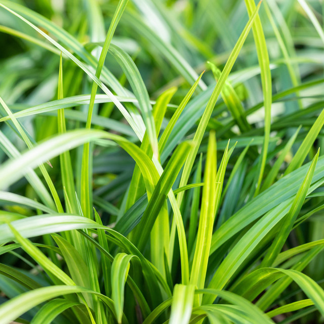 Carex foliosissima Irish Green Staude von BLUME2000 - Bild 1