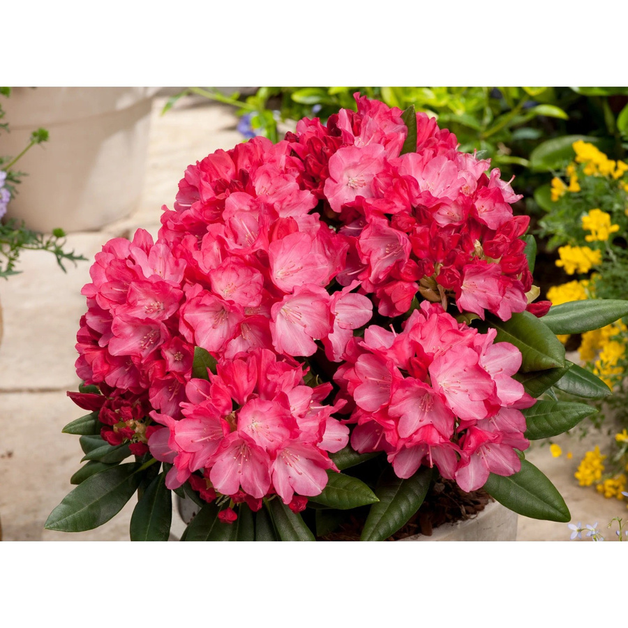 GROW by OBI Yaku-Rhododendron Fantastica Zierstrauch in Rosarot, Höhe: 20 - 30 cm - Bild 2