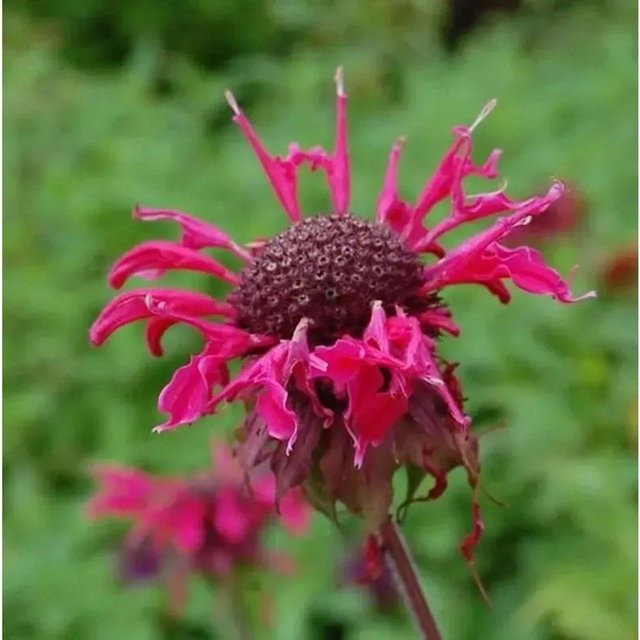 Monarda fistulosa Indianernessel Feuerschopf als mehrjährige Staude für Rabatten und Staudenbeete von Die Nr-01.de - Bild 1