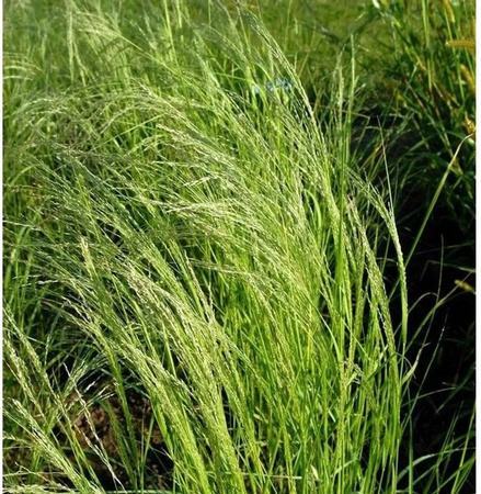 Blaues Liebesgras Wind Dancer Eragrostis elliottii Ziergras in Blau und Grün