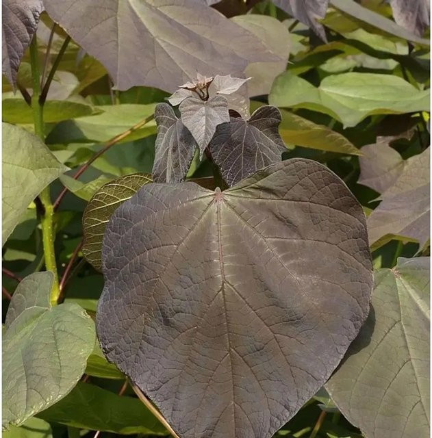 Catalpa erubescens Trompetenbaum Purpurea von Nr-01.de, Höhe: 100-125 cm - Bild 1