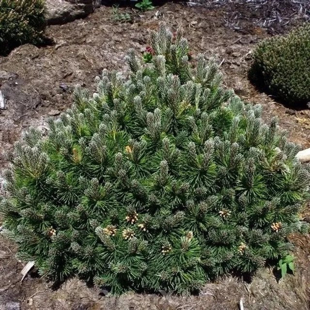 Flache Zwerg Kiefer Pinus mugo von Die Nr-01.de, grün, Höhe: 20-25 cm - Bild 1
