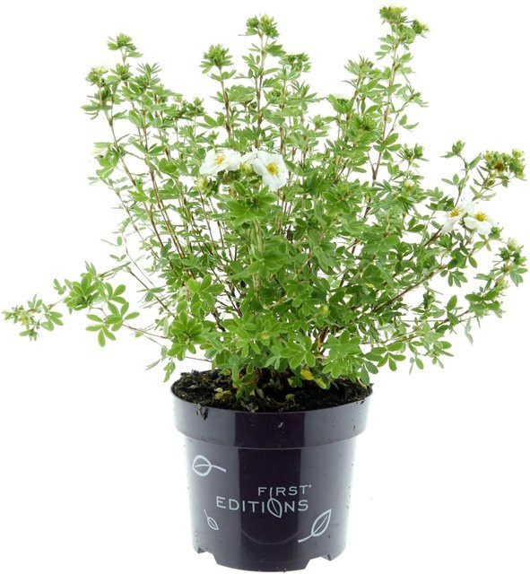 Potentilla fruticosa Fingerstrauch Creme Brulee von First Editions, Farbe Creme-Gelb, Höhe: 30-40 cm, Topfgröße: 3,5 Liter - Bild 1
