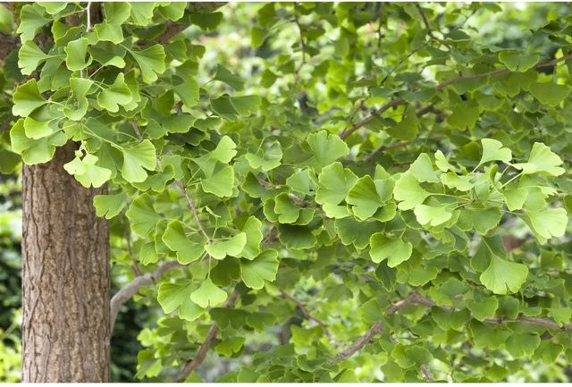 Ginkgo Biloba Fächerblattbaum für den Garten, Höhe: 60–80 cm - Bild 1